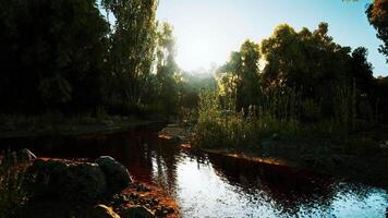 Sunlight filters through trees above a serene riverbank at dusk video