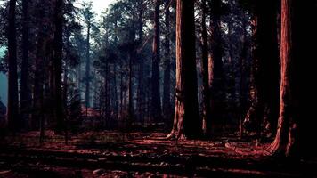Mysterious sequoia forest illuminated by soft light during early morning hours video