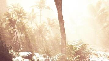 Misty morning in a dense tropical forest illuminated by soft sunlight video