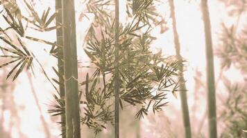 Bamboo grove illuminated by soft light in the mountains of china video