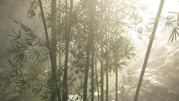 Bamboo grove surrounded by misty mountains in china at sunrise video