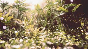 Lush greenery in a tranquil forest setting illuminated by soft sunlight video