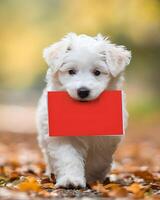 A cute white puppy is carrying a red card in its mouth representing Valentine's Day photo