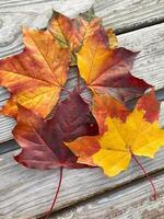 Close-up bright red and yellow maple leaves layout on a wooden background. Autumn leaves background top view photo