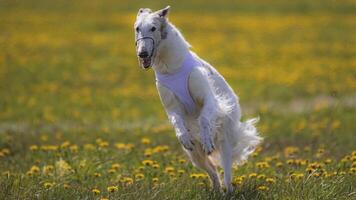 Dog running in green field and chasing lure at full speed on coursing competition straight into camera photo