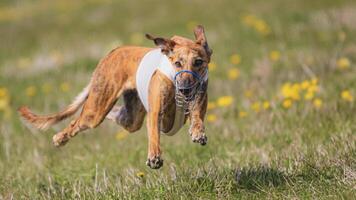 Dog running in green field and chasing lure at full speed on coursing competition straight into camera photo