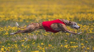 Dog running in green field and chasing lure at full speed on coursing competition straight into camera photo