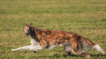 Dog running in green field and chasing lure at full speed on coursing competition straight into camera photo