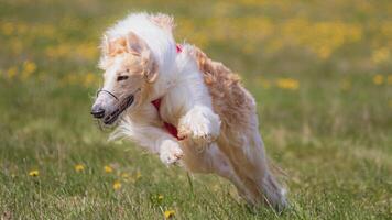 Dog running in green field and chasing lure at full speed on coursing competition straight into camera photo