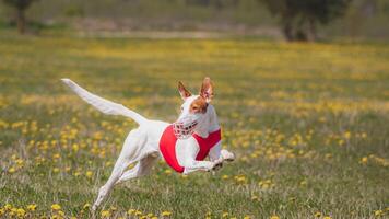 Dog running in green field and chasing lure at full speed on coursing competition straight into camera photo