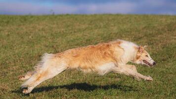 Dog running in green field and chasing lure at full speed on coursing competition straight into camera photo