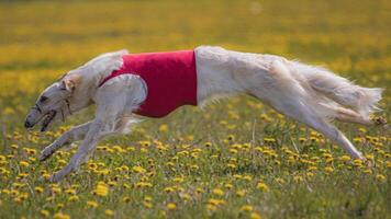 Dog running in green field and chasing lure at full speed on coursing competition straight into camera photo