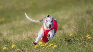 Dog running in green field and chasing lure at full speed on coursing competition straight into camera photo