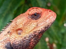 Close up horizontal shot of garden chameleon animal head, bokeh foliage background photo