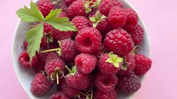 Fresh organic ripe raspberry video