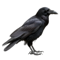 Crow isolated on transparent background png