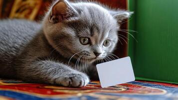 The adorable gray kitten is focused on exploring a blank card resting nearby photo