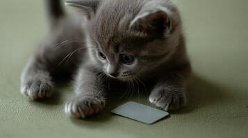 A playful gray kitten explores a small object with its paws and attentive gaze photo