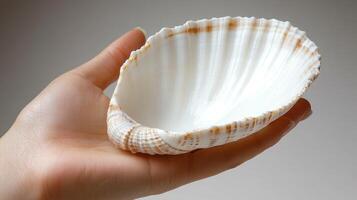A gentle hand cradles a stunning shell, highlighting its intricate patterns and curves photo