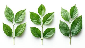 Three distinct varieties of green leaves showcasing nature's intricate patterns photo