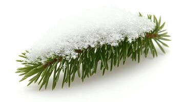 A delicate evergreen branch, adorned with fresh snow, reflects the winter's charm photo