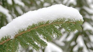 A pine branch lies gently under fresh snow, forming a serene winter scene photo