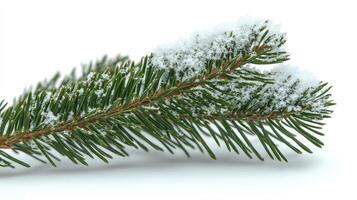 Evergreen branches covered in fresh snow create a peaceful winter mood and beauty photo