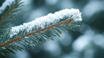 Snow gently blankets the pine branches, creating a tranquil winter wonderland atmosphere photo