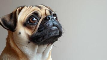 A pug looks contemplative, its expressive eyes reflecting curiosity and warmth photo
