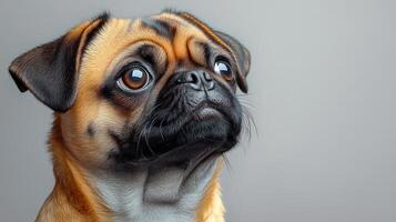 A small pug with expressive eyes looks upward, full of curiosity and charm photo