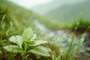 A fresh green plant with raindrops on a rainy day in a meadow, displaying natures vibrant ecosystem photo