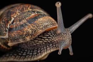 Detailed macro shot of a snail highlighting intricate shell patterns and textures against a black backdrop photo