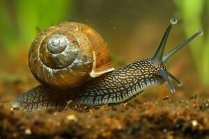 Detailed shot of a garden snail with a spiral shell moving on soil, showcasing texture and natural habitat. photo