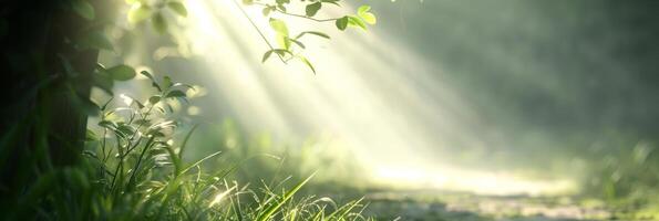 Sunlight streaming through trees onto a serene forest path, creating a tranquil and magical atmosphere. photo