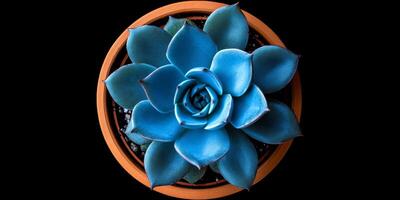 Here is a breathtaking topdown view showcasing a blue echeveria succulent elegantly placed in a terracotta pot, emphasizing its perfectly symmetrical leaves and the stunning vibrant hues it displays photo