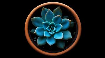 This topdown view highlights a stunning blue echeveria succulent in a classic terracotta pot, showcasing its symmetrical leaves and vibrant colors that capture the viewers attention photo