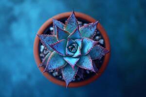 A mesmerizing topdown view of a stunning and vibrant blue echeveria succulent elegantly positioned in a warm terracotta pot, accentuating its symmetrical leaves and the exquisite blend of colors photo