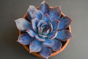 This image features a stunning topdown view of a vibrant blue echeveria succulent in a terracotta pot, emphasizing its symmetrical shapes and colorful aesthetics, ideal for any collection photo