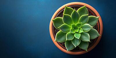 A beautifully vibrant blue echeveria succulent is elegantly showcased in a rustic terracotta pot, emphasizing its striking symmetrical, fleshy leaves and bright lively colors that really stand out photo