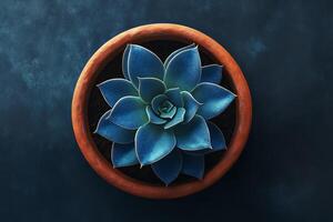 This beautiful blue succulent in a terracotta pot enhances any rooms aesthetics, perfect for modern decor and indoor gardening, adding a vibrant touch of nature and creating a serene ambiance photo