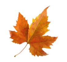 A single maple leaf on a transparent background png