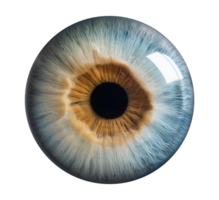 An image of a human eye with a blue iris png
