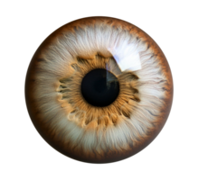 An image of a human eye with a transparent background png