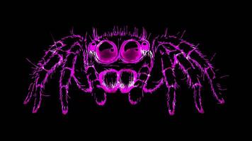 Neon frame effect, Charming Spider cute spider with oversized eyes and fluffy legs on black background video