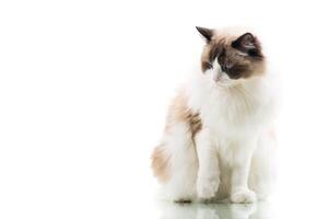 Happy beautiful Ragdoll cat isolated on white background . photo