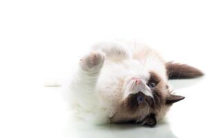 Happy beautiful Ragdoll cat isolated on white background photo