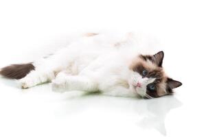 Happy beautiful Ragdoll cat isolated on white background photo