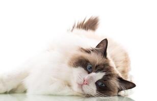 Happy beautiful Ragdoll cat isolated on white background photo