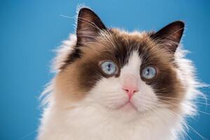 portrait of a beautiful young healthy Ragdoll cat.Isolated on blue background photo