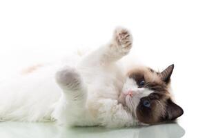 Happy beautiful Ragdoll cat isolated on white background photo